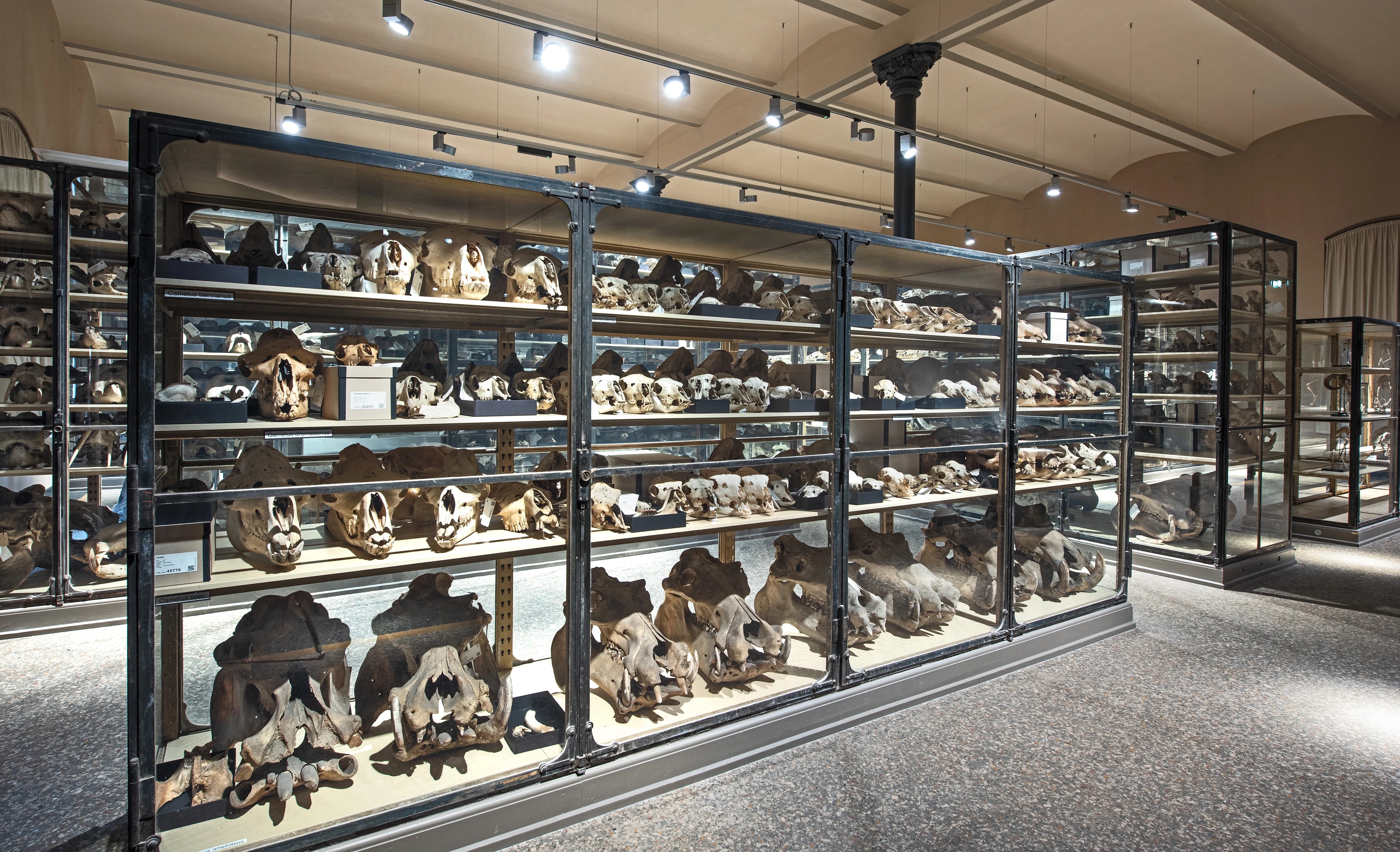 TheMuseumsLab | Carola Radke Animal skulls on display at Museum für Naturkunde